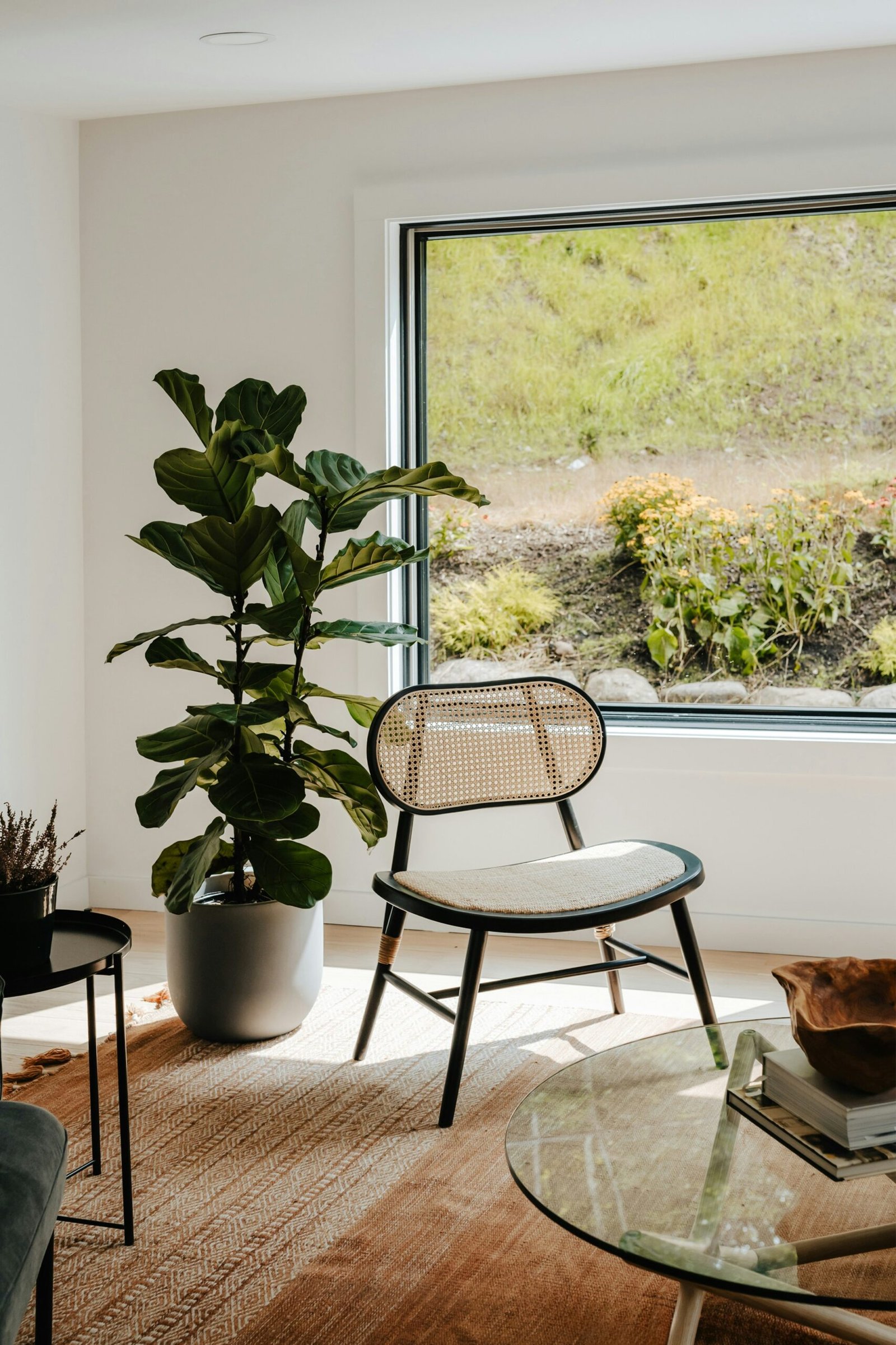 A fiddle-leaf fig styled next to a vintage chair and a picture window.