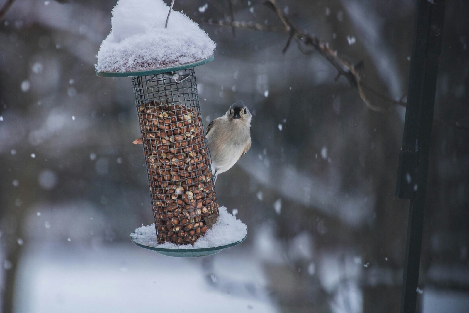 Passerine bird being fed at a fancy feeder during the winter