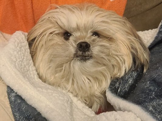 Fuzzy dog wrapped in a fleece blanket